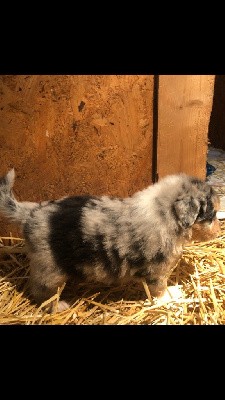 Mâle bleu merle 