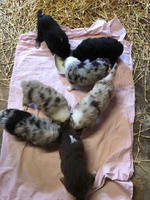 CHIOT 1 Mâle bleu merle