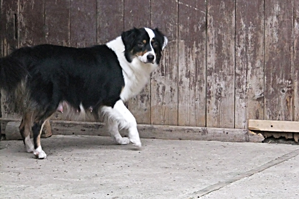 Fratzel de Lusan