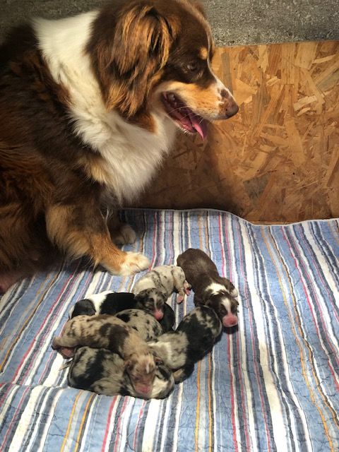 Chiots Bergers Australiens à réserver