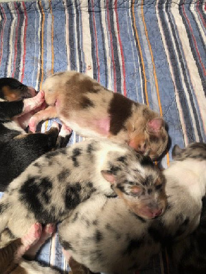 CHIOT