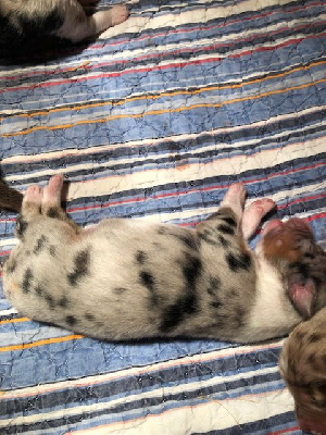 CHIOT