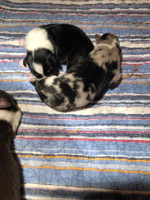 CHIOT